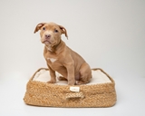 Picture for category Dog beds